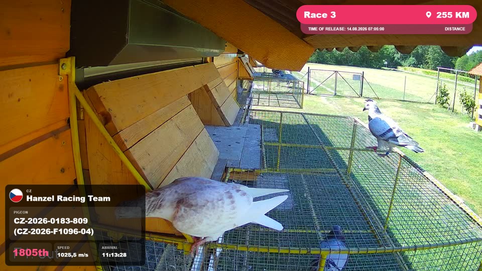 Pigeon Arrival Image For Race Race 3