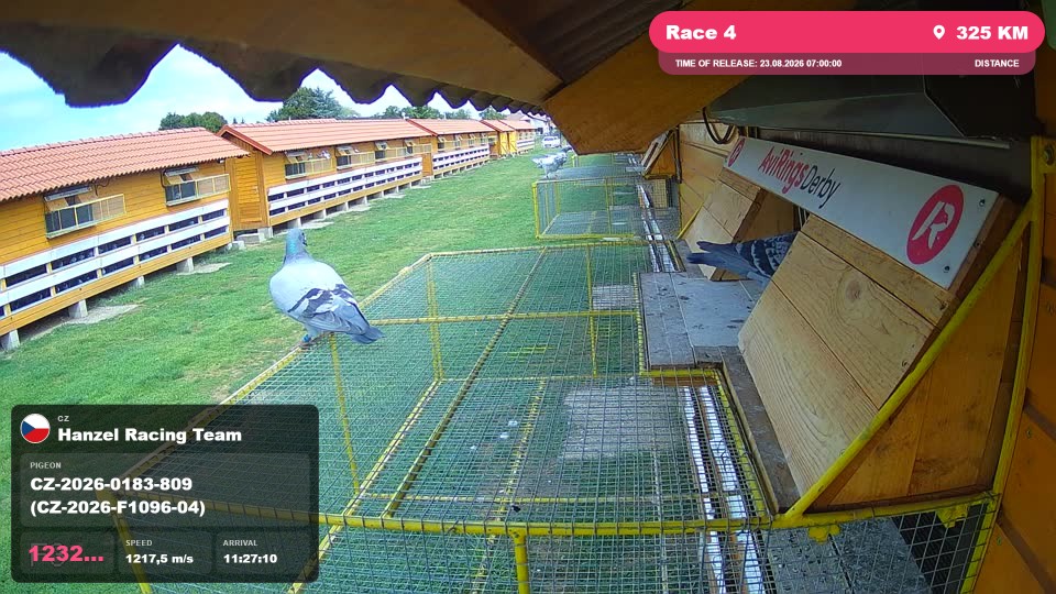 Pigeon Arrival Image For Race Race 4