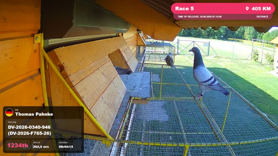 Pigeon Arrival Image For Race Race 5