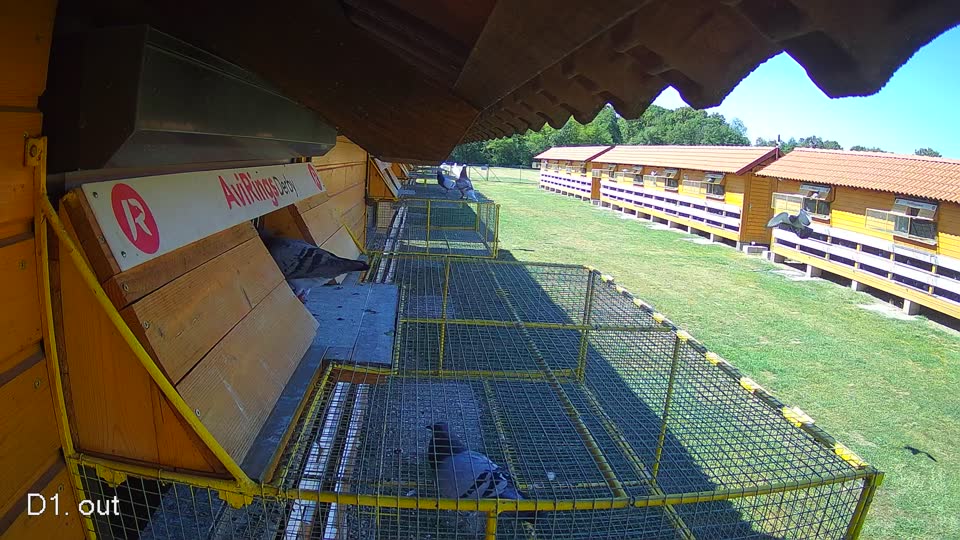 Pigeon Arrival Image For Race Race 3