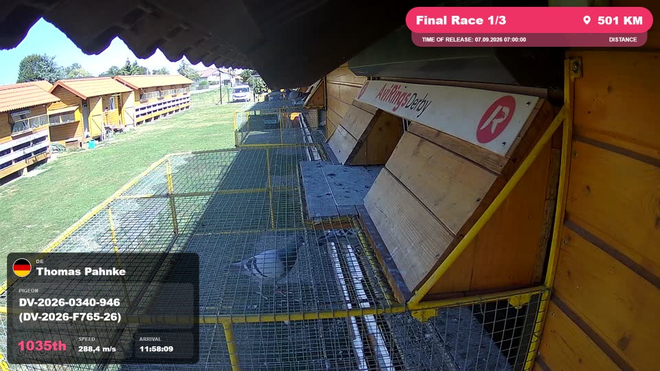 Pigeon Arrival Image For Race Final Race 1/3