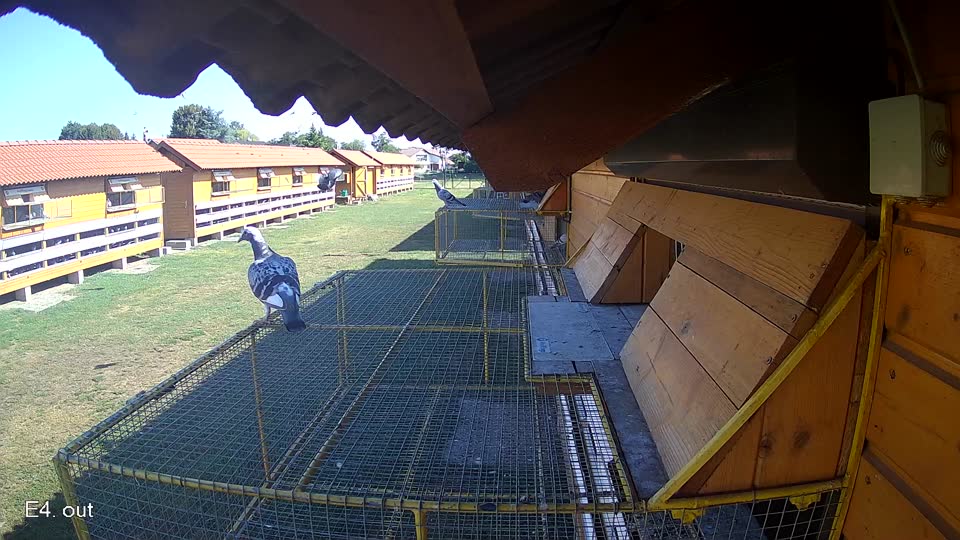 Pigeon Arrival Image For Race Race 2