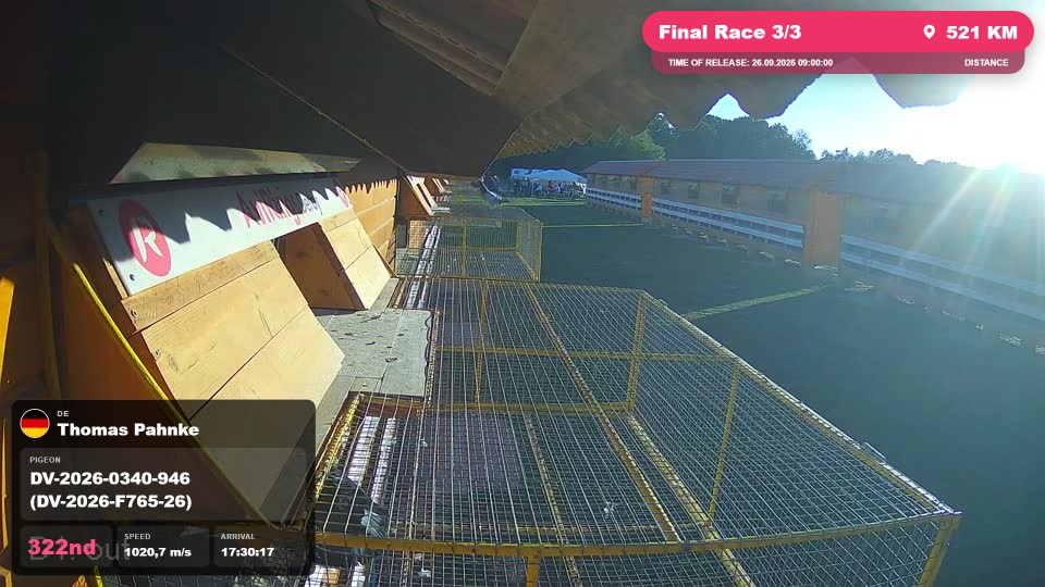 Pigeon Arrival Image For Race Final Race 3/3
