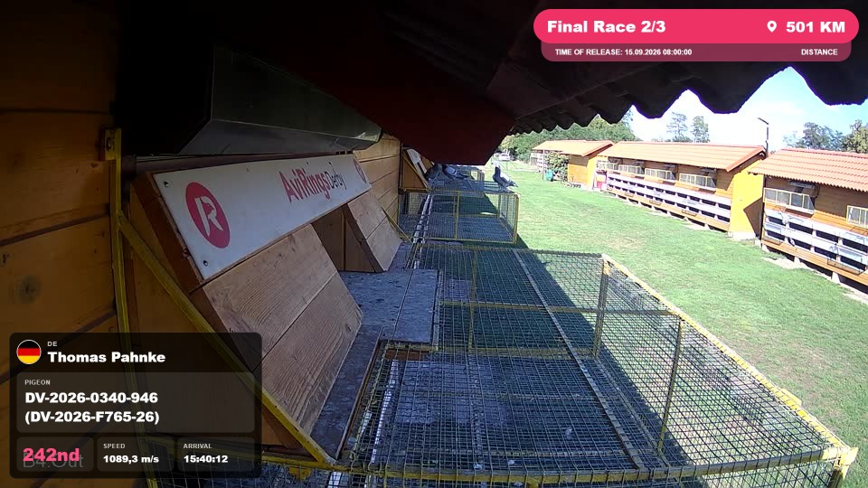 Pigeon Arrival Image For Race Final Race 2/3