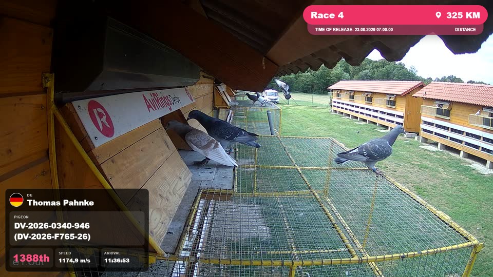 Pigeon Arrival Image For Race Race 4