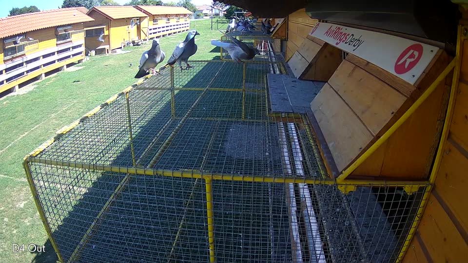 Pigeon Arrival Image For Race Race 2