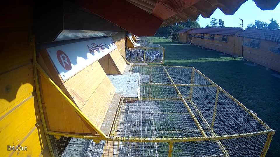 Pigeon Arrival Image For Race Race 6