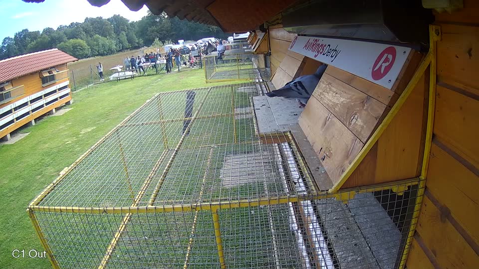 Pigeon Arrival Image For Race Final race 3