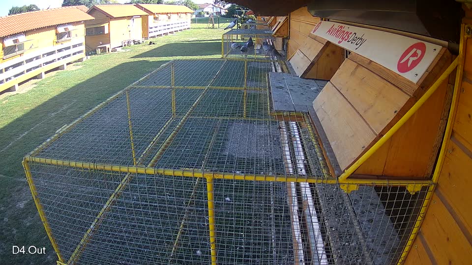 Pigeon Arrival Image For Race Race 5