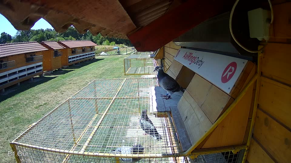 Pigeon Arrival Image For Race Race 3