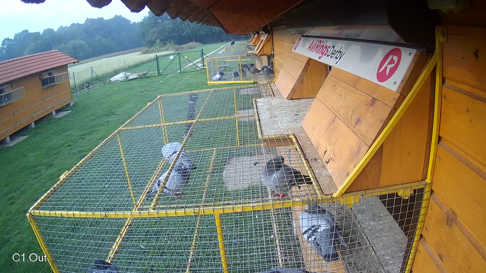 Pigeon Arrival Image For Race Final race 1