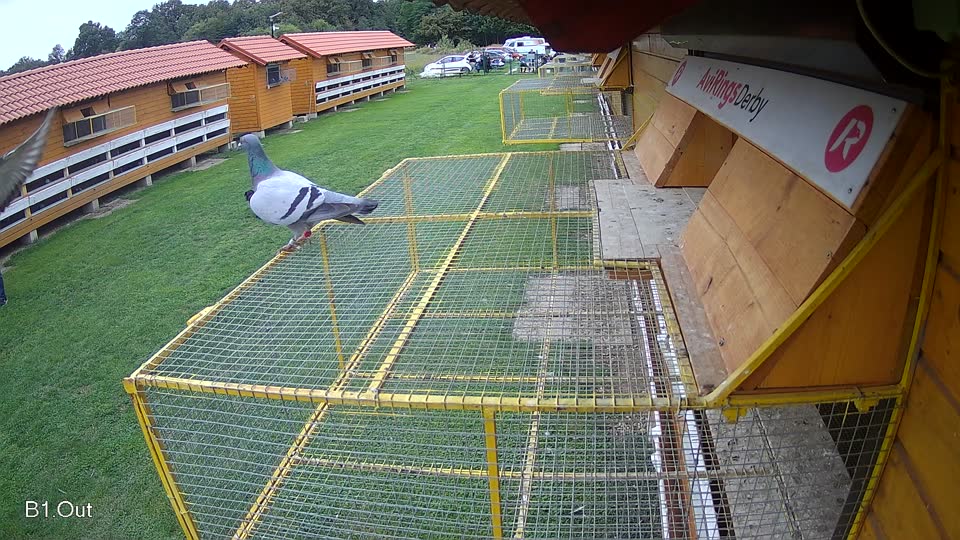 Pigeon Arrival Image For Race Final race 2