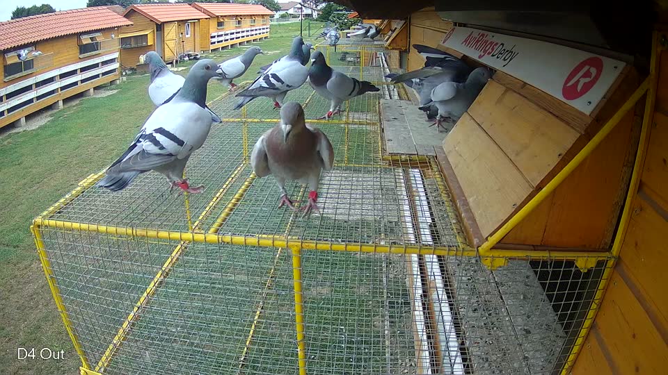 Pigeon Arrival Image For Race Race 3