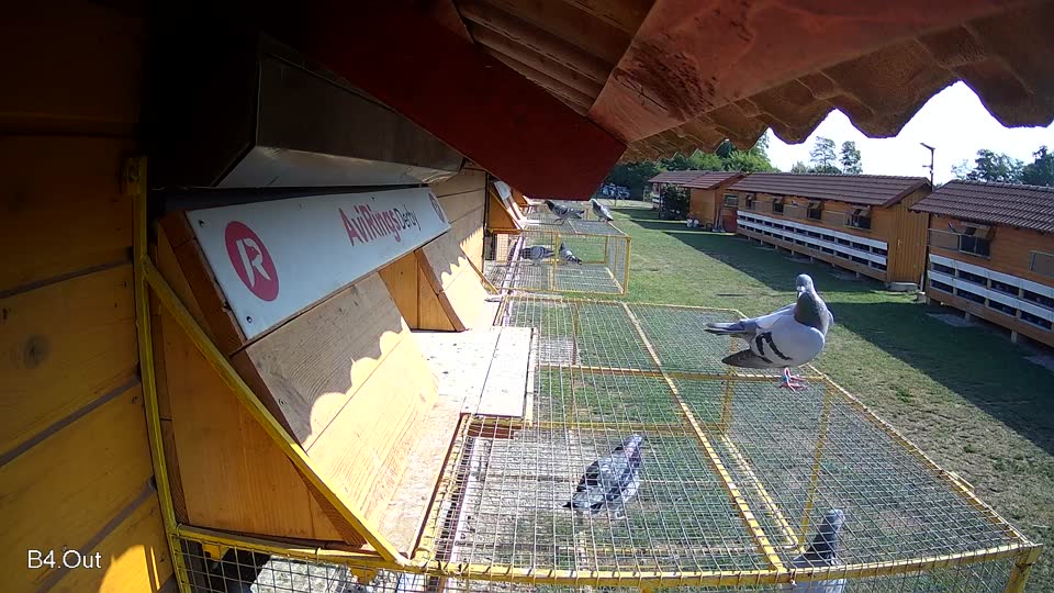 Pigeon Arrival Image For Race Race 1