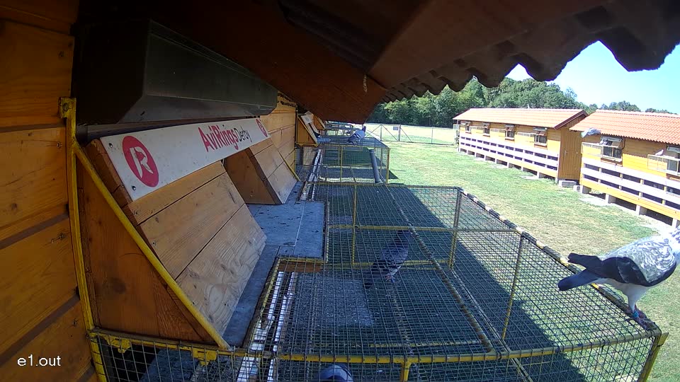 Pigeon Arrival Image For Race Race 3