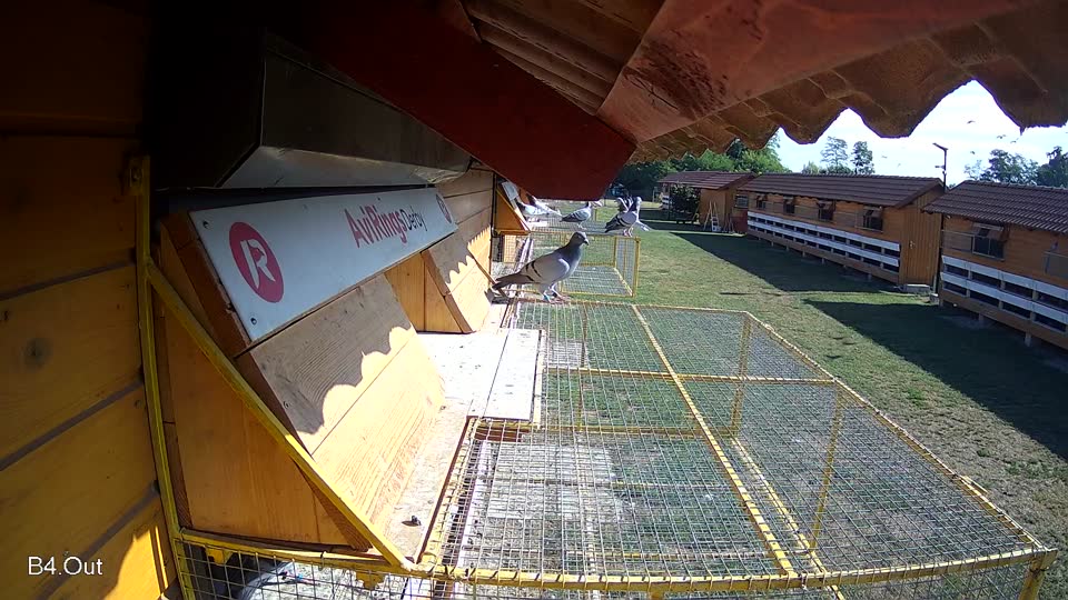 Pigeon Arrival Image For Race Race 2
