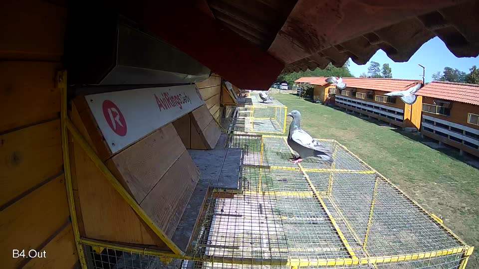 Pigeon Arrival Image For Race Race 5