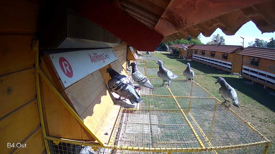 Pigeon Arrival Image For Race Race 2