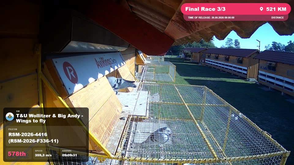 Pigeon Arrival Image For Race Final Race 3/3