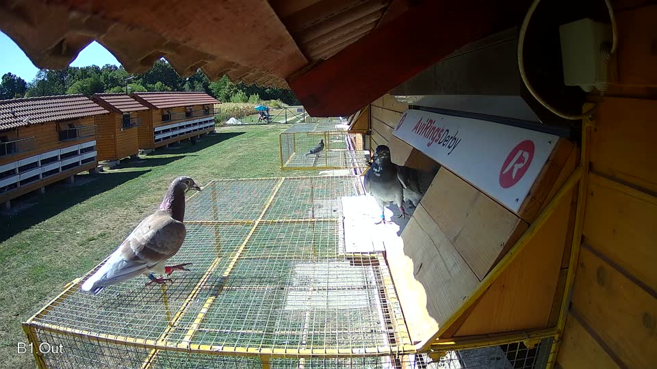 Pigeon Arrival Image For Race Race 3