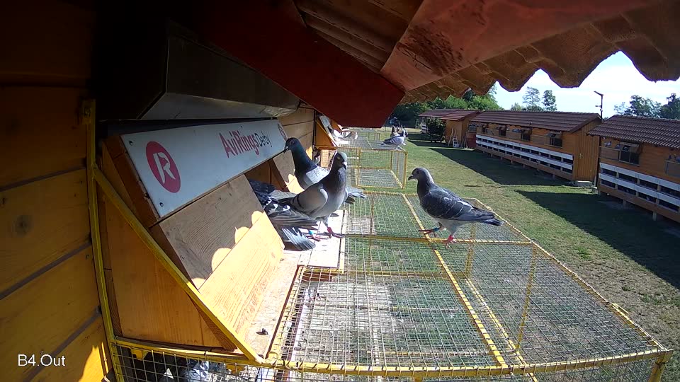Pigeon Arrival Image For Race Race 2