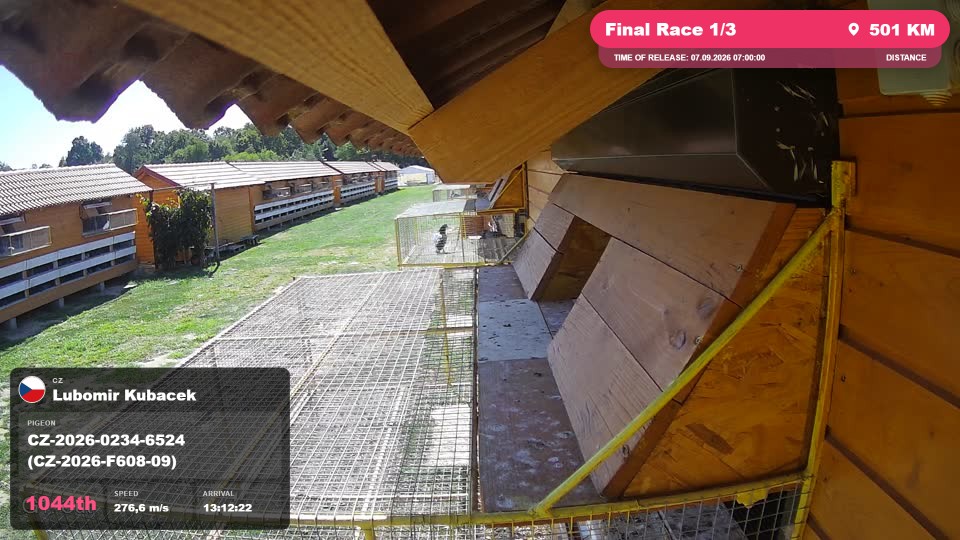 Pigeon Arrival Image For Race Final Race 1/3