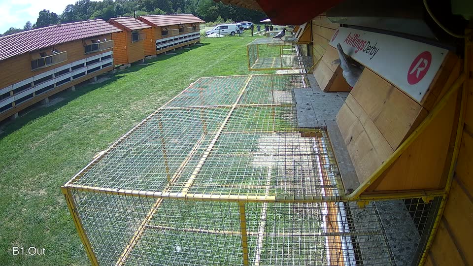 Pigeon Arrival Image For Race Race 6