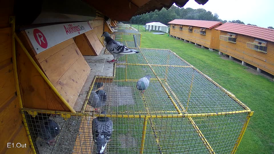 Pigeon Arrival Image For Race Final race 3