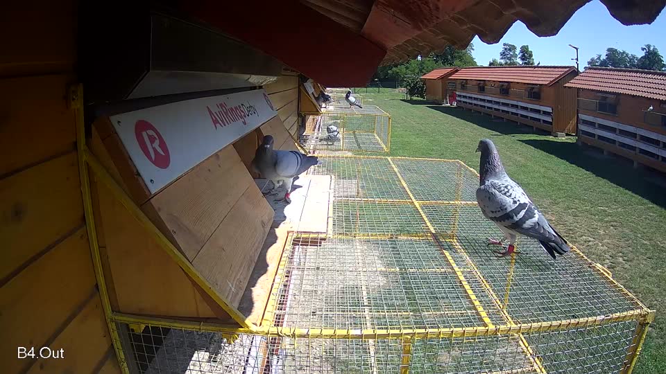 Pigeon Arrival Image For Race Race 2