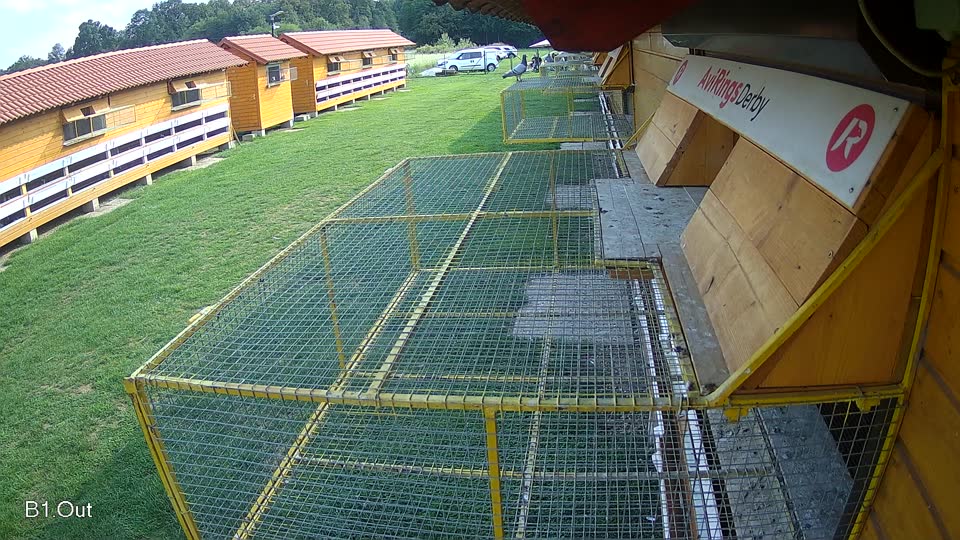 Pigeon Arrival Image For Race Final race 1