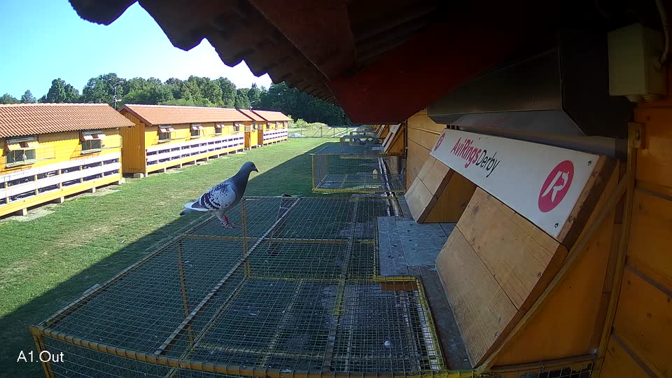 Pigeon Arrival Image For Race Race 5