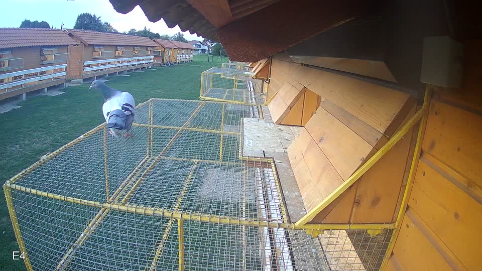Pigeon Arrival Image For Race Race 6