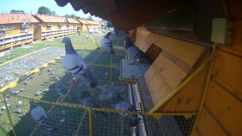 Pigeon Arrival Image For Race Race 3
