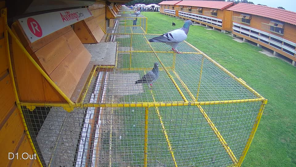 Pigeon Arrival Image For Race Final race 3