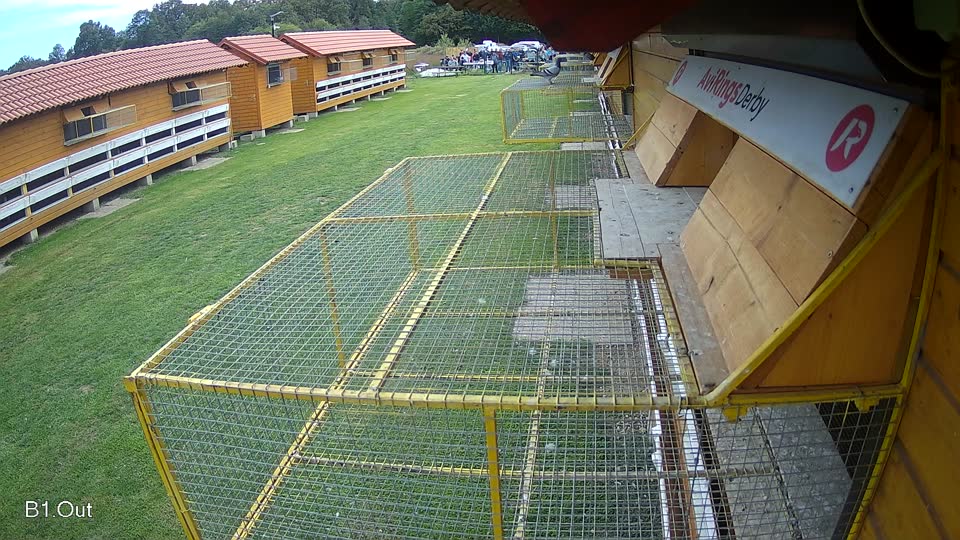 Pigeon Arrival Image For Race Final race 3