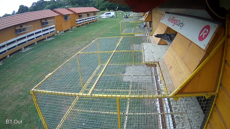 Pigeon Arrival Image For Race Race 3