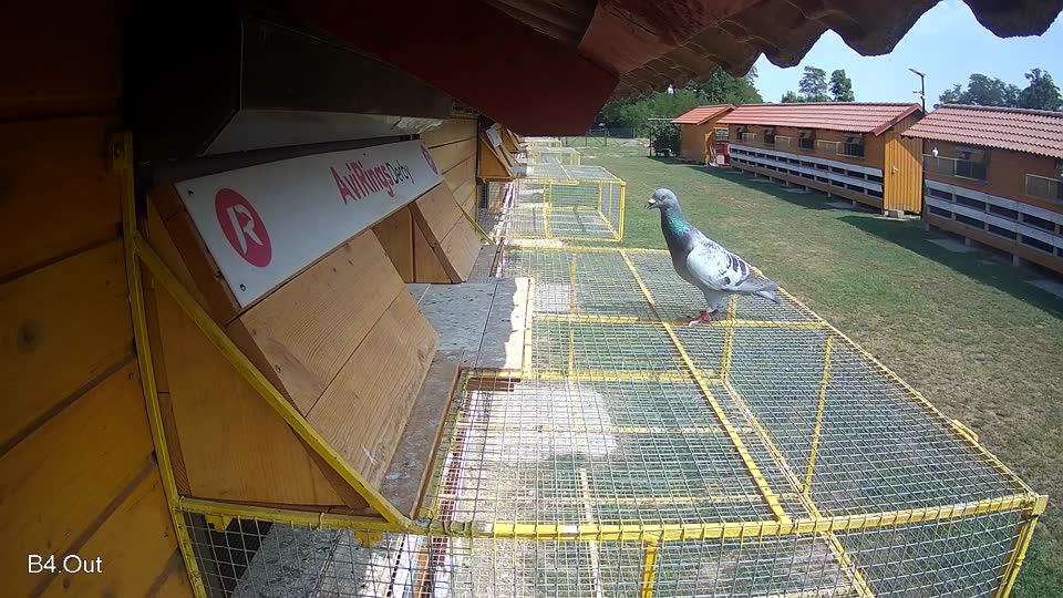 Pigeon Arrival Image For Race Race 4
