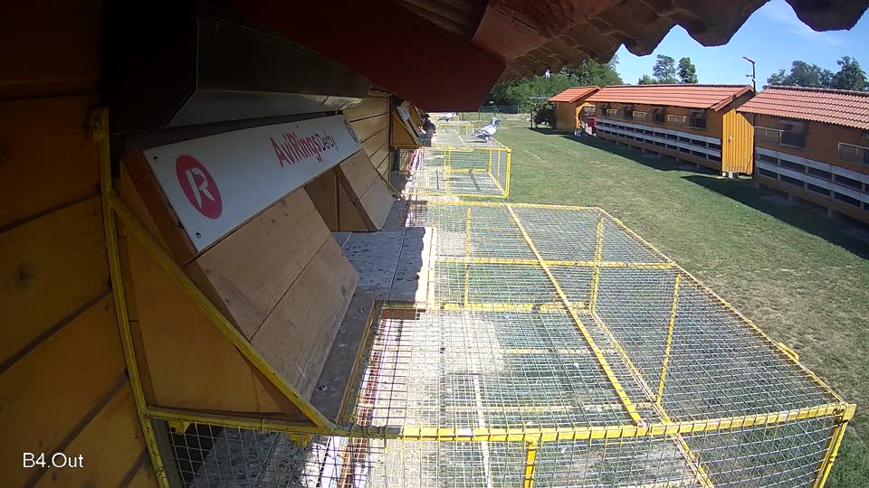 Pigeon Arrival Image For Race Race 5