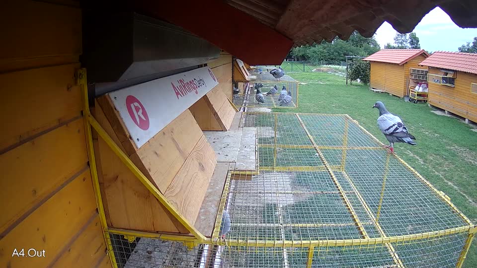 Pigeon Arrival Image For Race Race 6