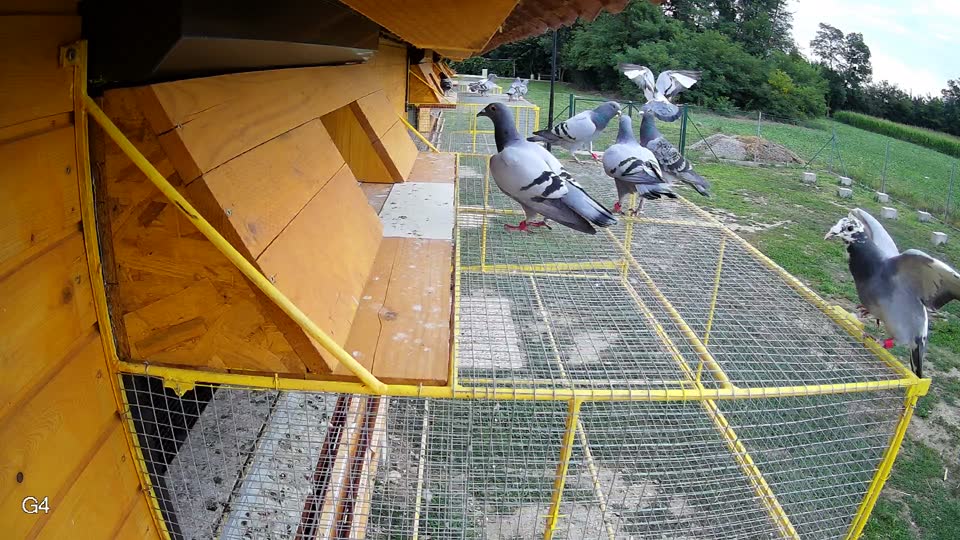 Pigeon Arrival Image For Race Race 3
