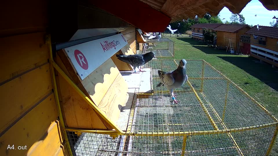 Pigeon Arrival Image For Race Race 2