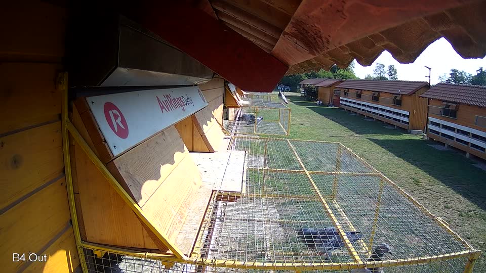 Pigeon Arrival Image For Race Race 1