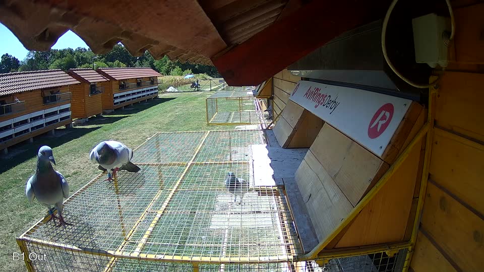 Pigeon Arrival Image For Race Race 3