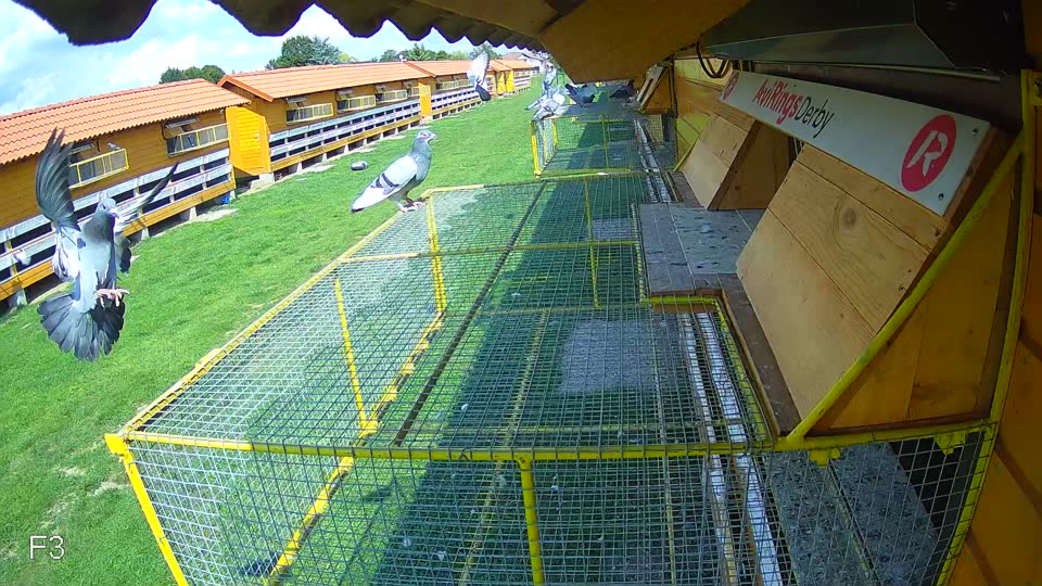 Pigeon Arrival Image For Race Race 6