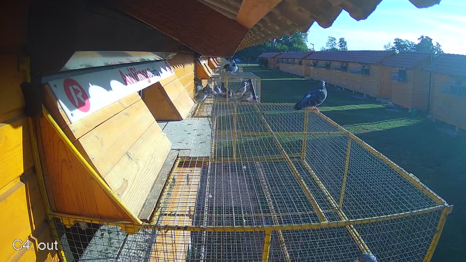 Pigeon Arrival Image For Race Race 5