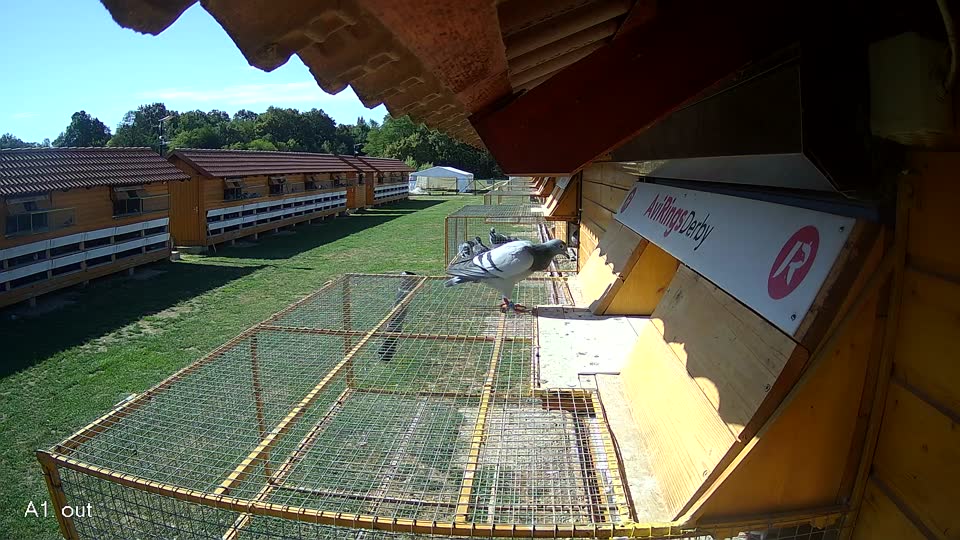 Pigeon Arrival Image For Race Final Race 1/3