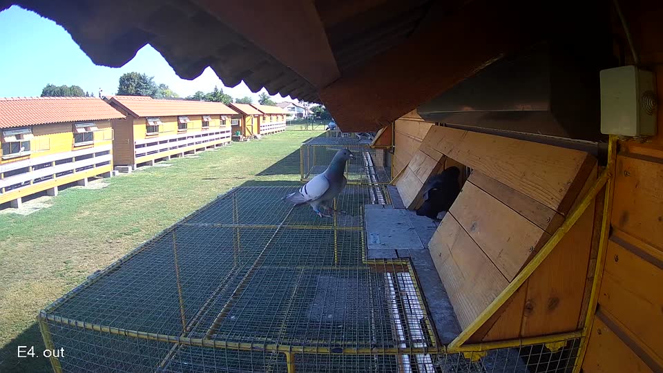 Pigeon Arrival Image For Race Race 2