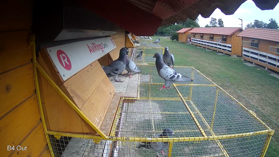 Pigeon Arrival Image For Race Race 3