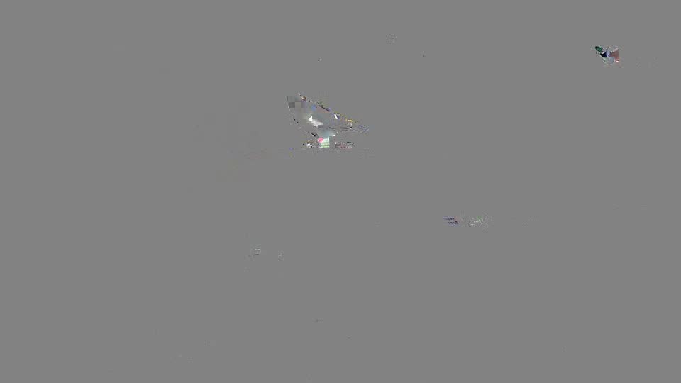 Pigeon Arrival Image For Race Race 2