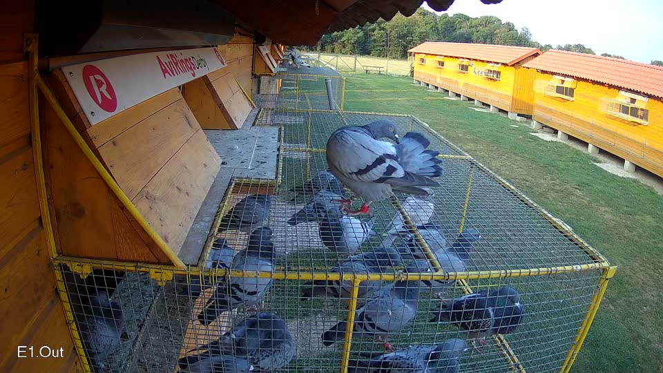 Pigeon Arrival Image For Race Race 4